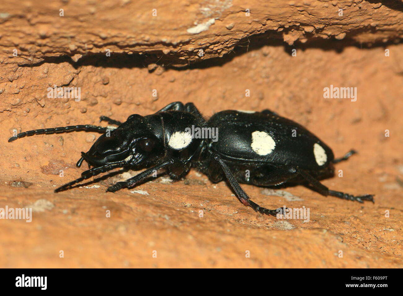 Black and white South Asian Six spot ground beetle (Anthia sexguttata), resembling a domino tile. Stock Photo