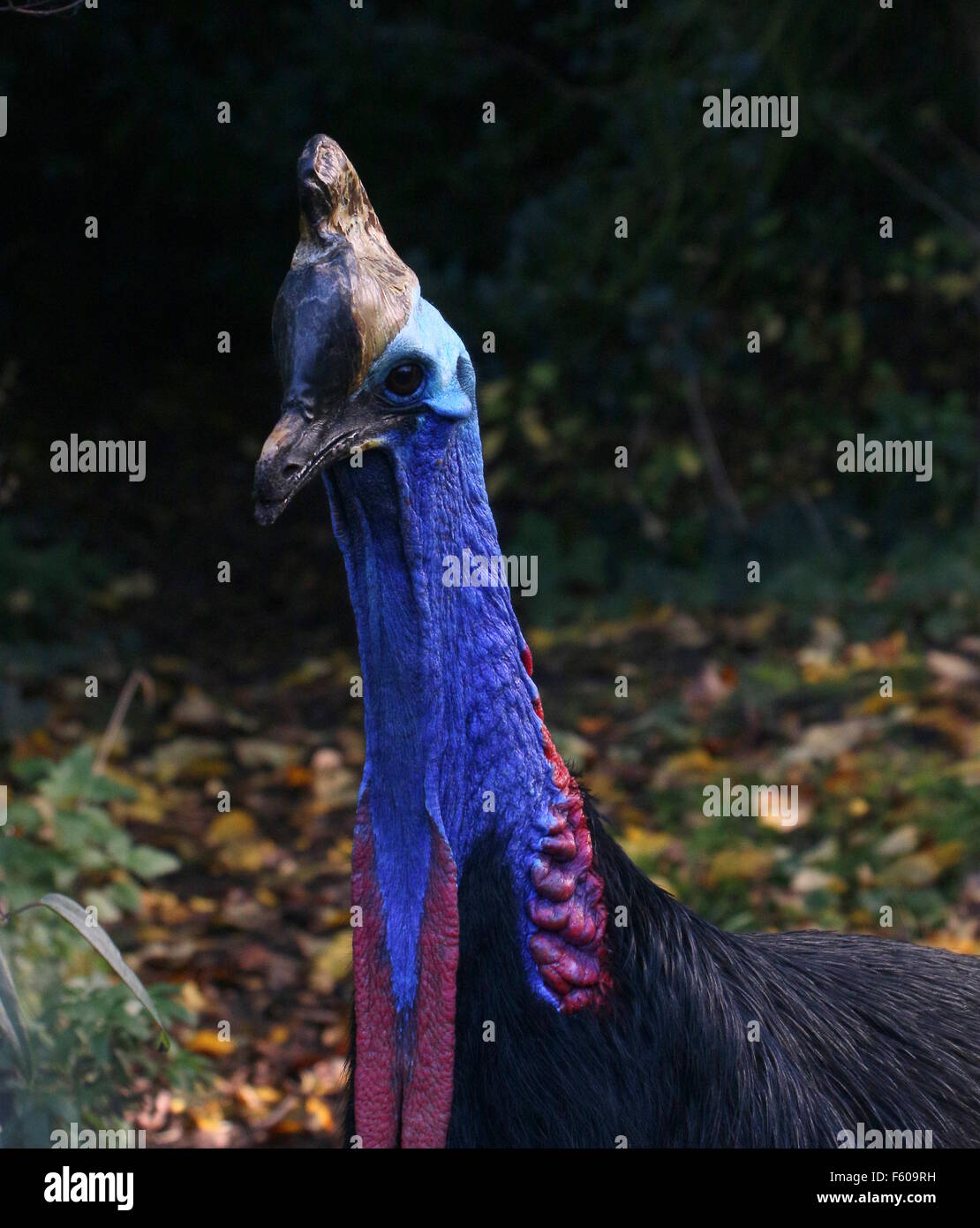 Australian Southern cassowary (Casuarius casuarius) a.k.a. double wattled or two wattled cassowary, close-up of head and wattles Stock Photo