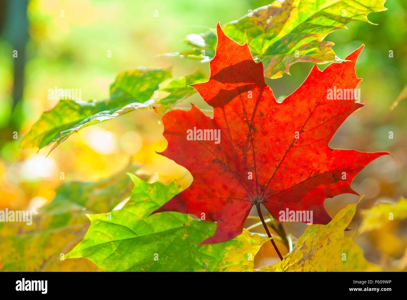 Sunny leaves hi-res stock photography and images - Alamy