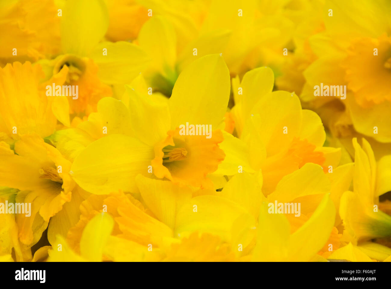 Junction city oregon hires stock photography and images Alamy