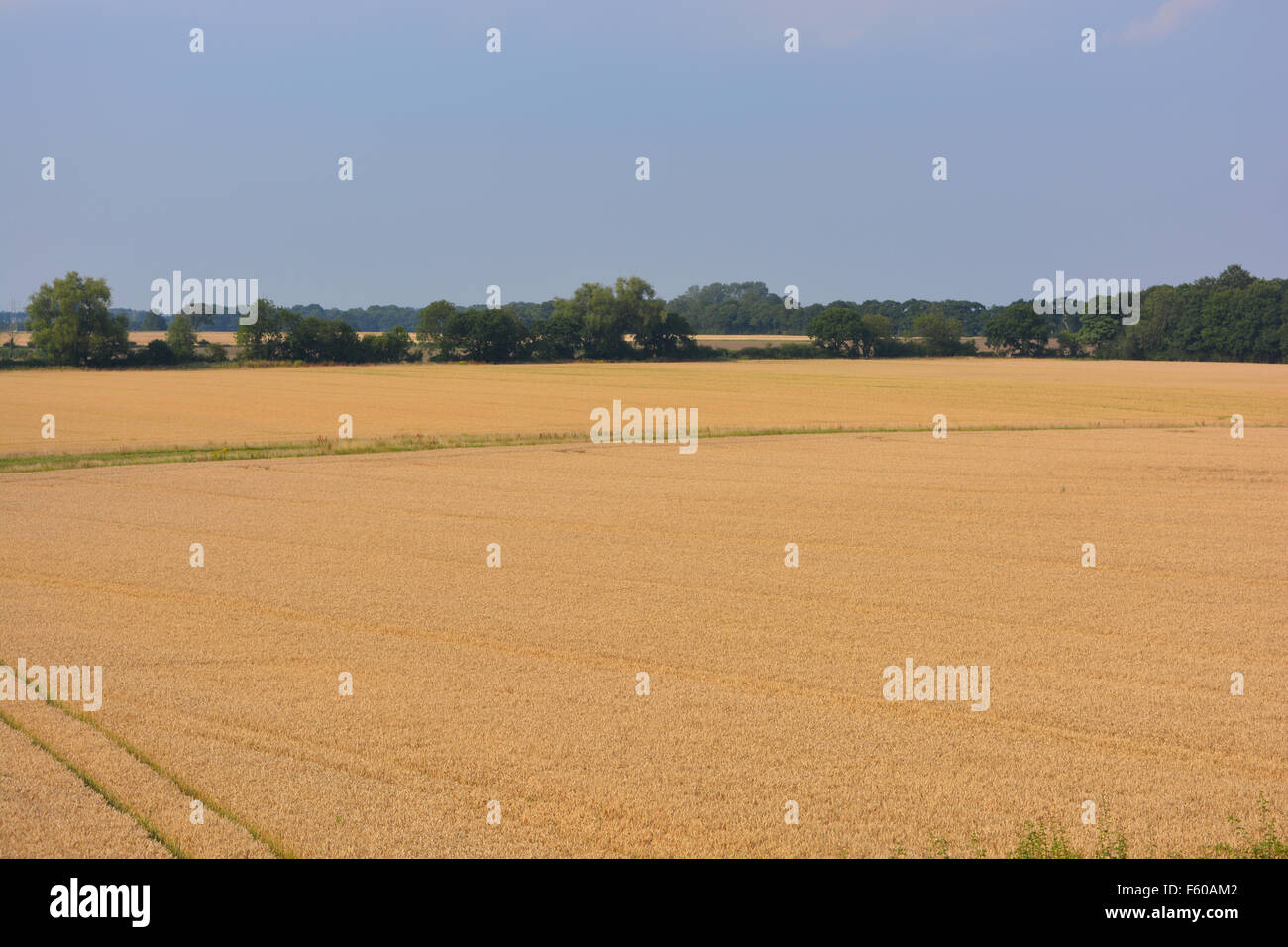 Late summer view across fields of ripe wheat to distant trees, near Escrick, North Yorkshire Stock Photo