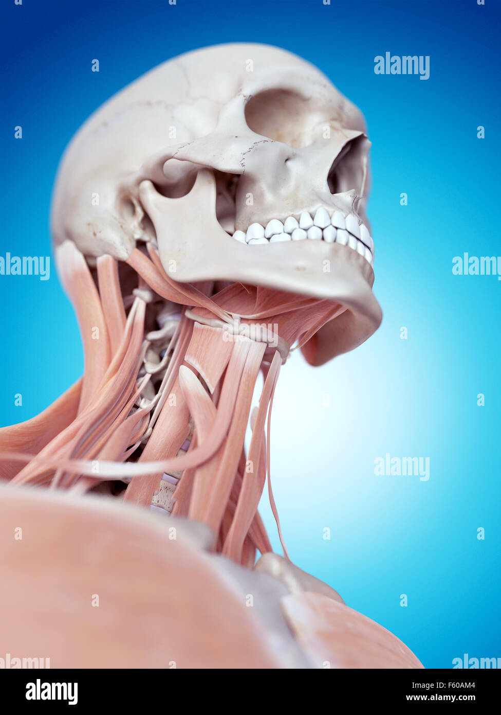 Human Neck Bones And Muscle Stock Photos & Human Neck Bones And Muscle