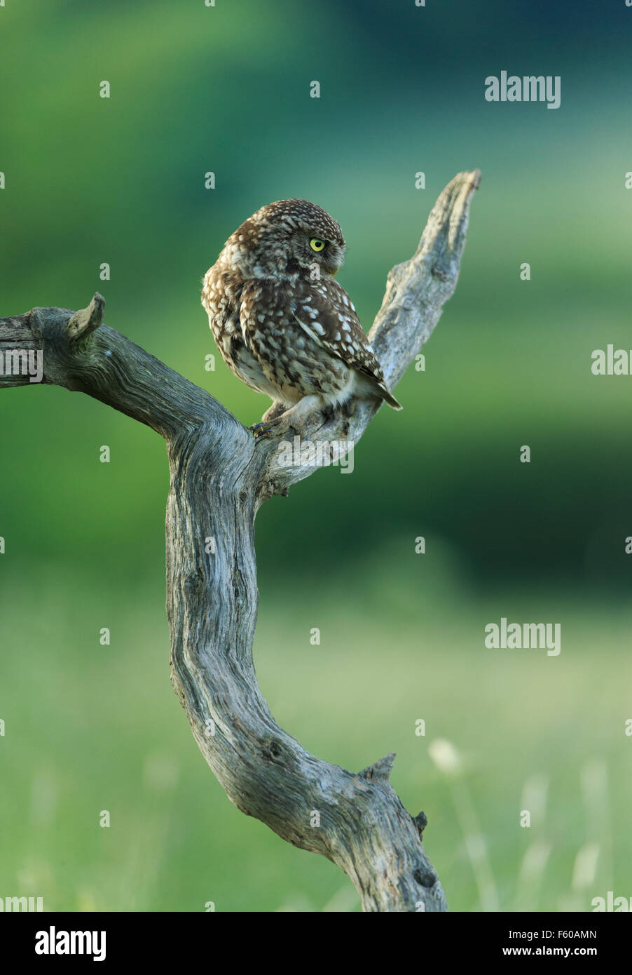 Little Owl (Athene noctua) Stock Photo