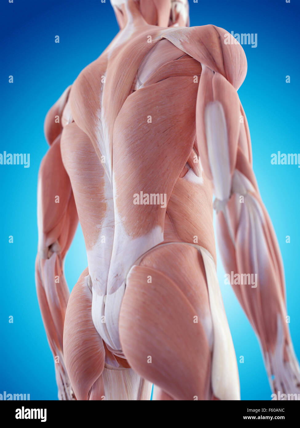 medically accurate illustration of the back muscles Stock Photo Alamy