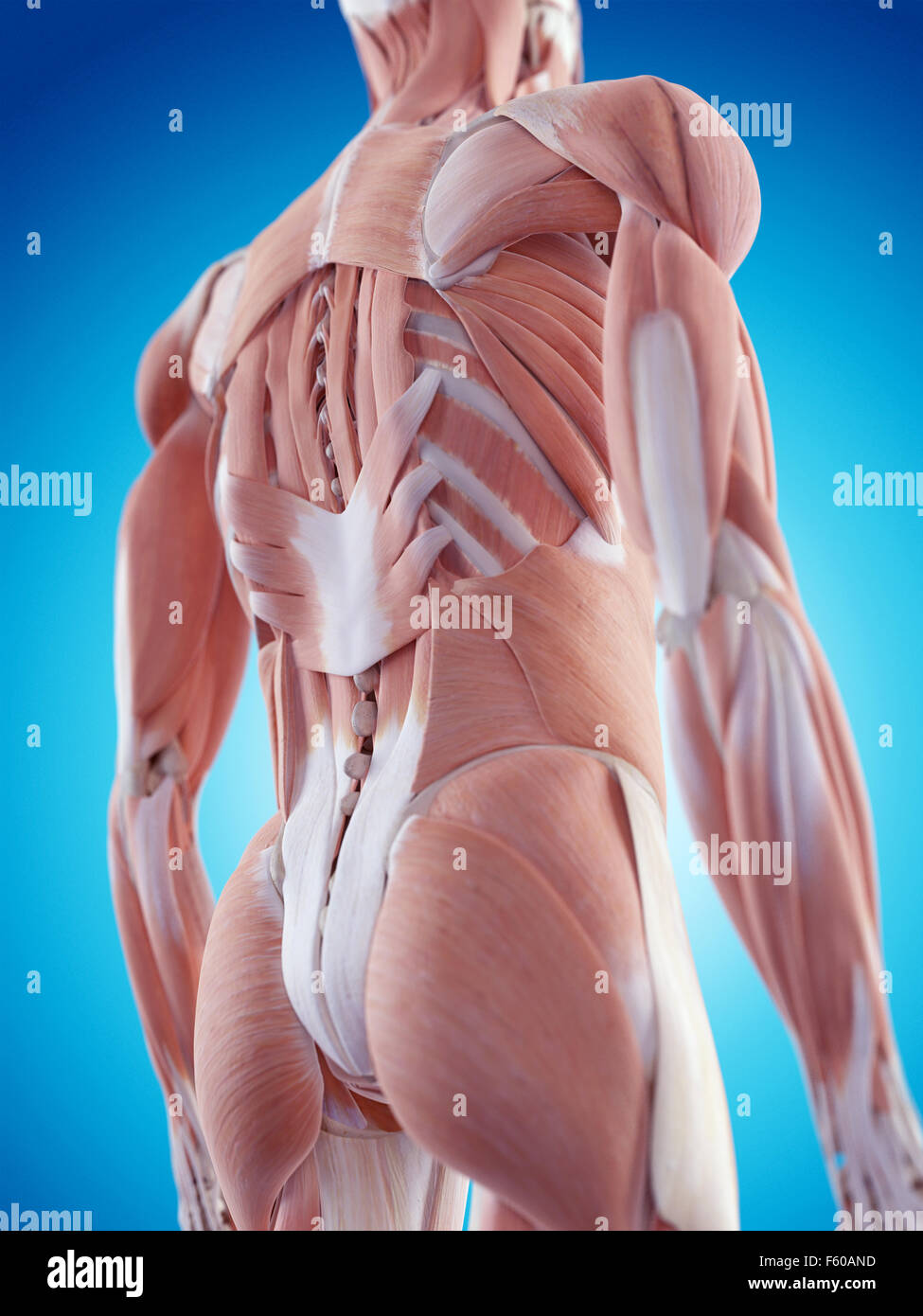 medically accurate illustration of the back muscles Stock Photo