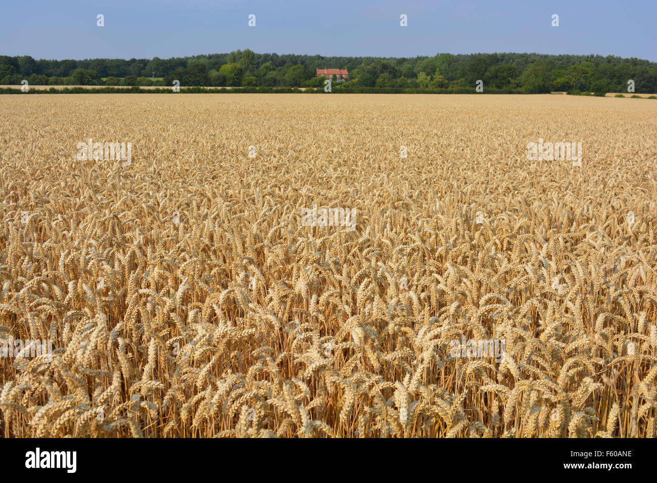 View across fields of ripe wheat to farmhouse and distant trees, near Escrick, North Yorkshire, England Stock Photo