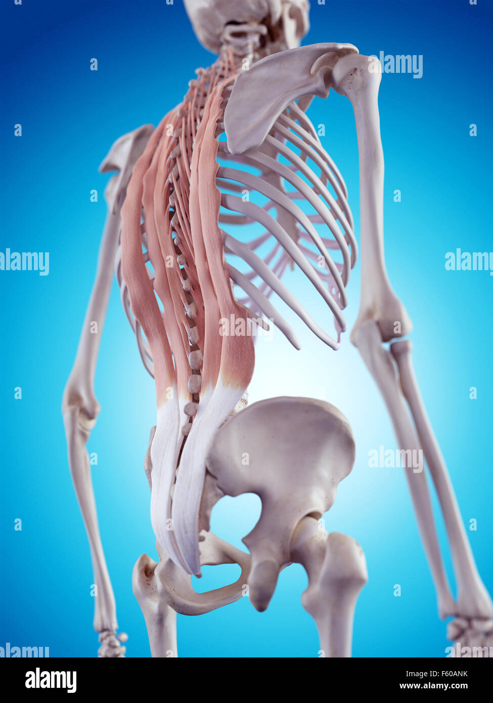medically accurate illustration of the back muscles Stock Photo