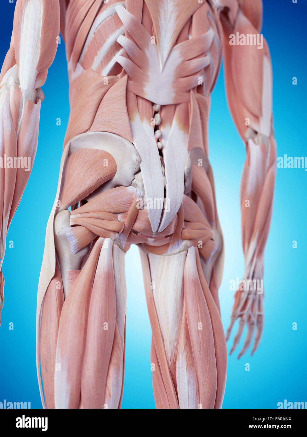 medically accurate illustration of the back muscles Stock Photo Alamy