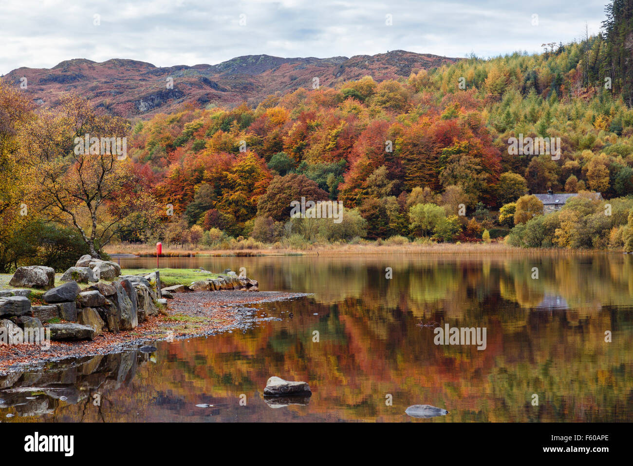 View across Llyn Geirionydd with autumn reflections to Crimpiau and Craig Wen in Gwydyr Forest Park Snowdonia National Park (Eryri) Wales UK Britain Stock Photo
