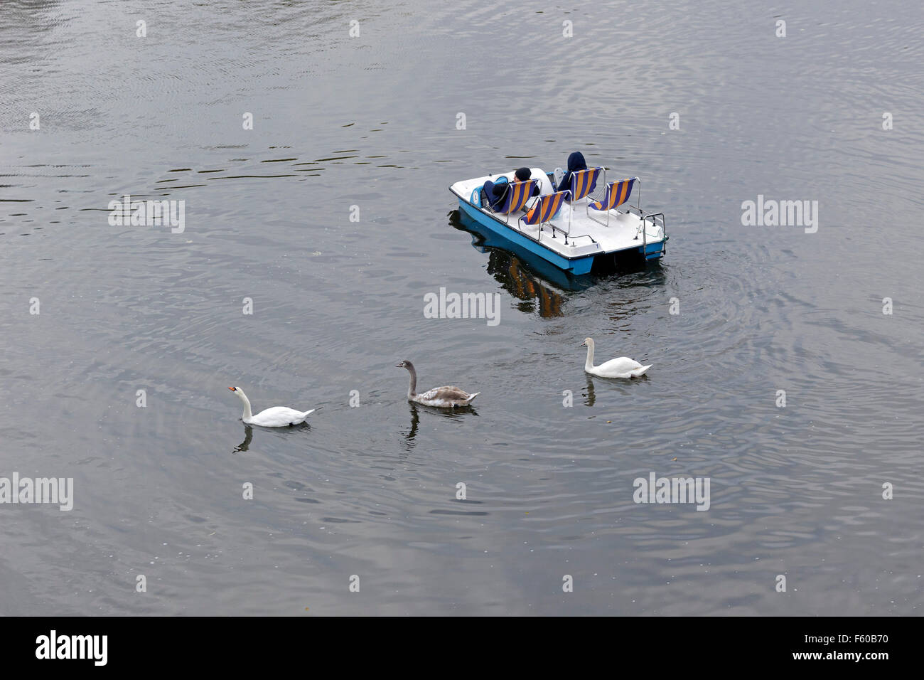 pedal boat and swans, River Vltava, Prague, Czech Republic Stock Photo
