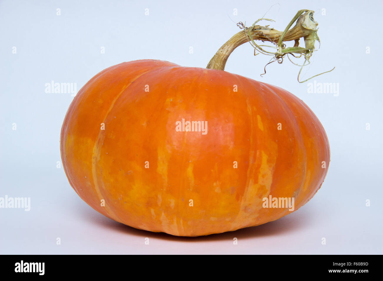 Ripe garden pumpkin on a white background Stock Photo - Alamy