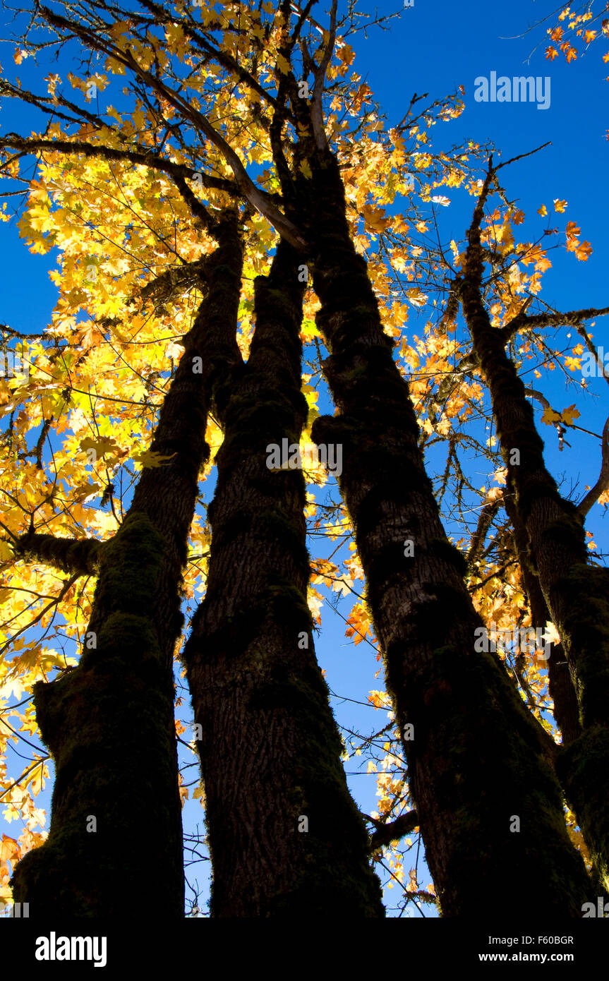 Bigleaf maple tree hi-res stock photography and images - Alamy