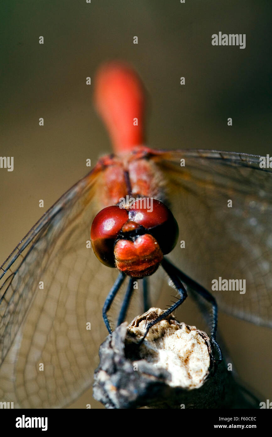 front of wild red yellow dragonfly on a wood branch in the bush Stock ...