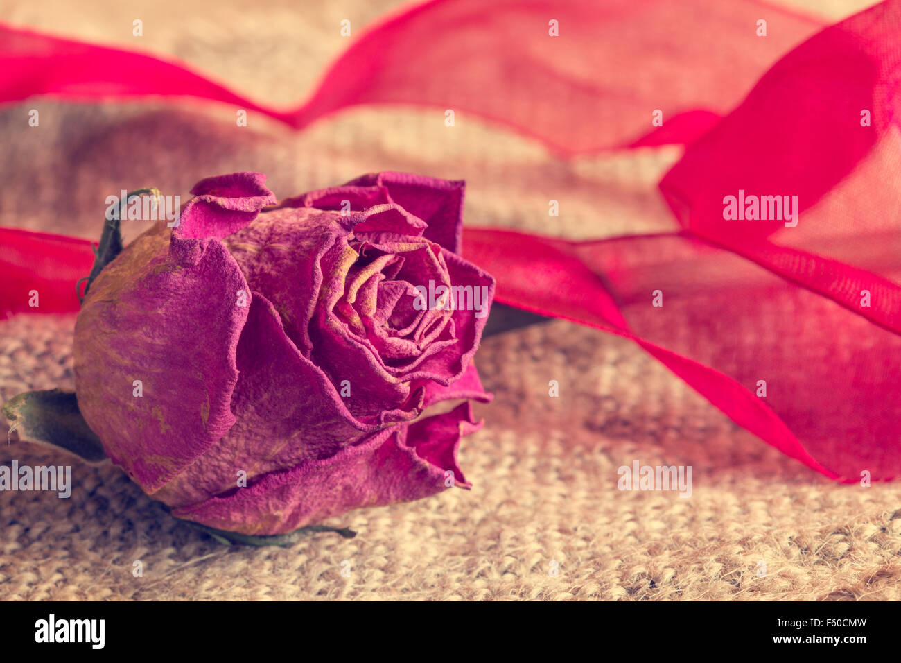 beautiful rose wallpapers for desktop