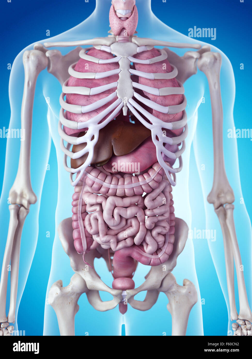 medically accurate illustration of the human organs Stock Photo