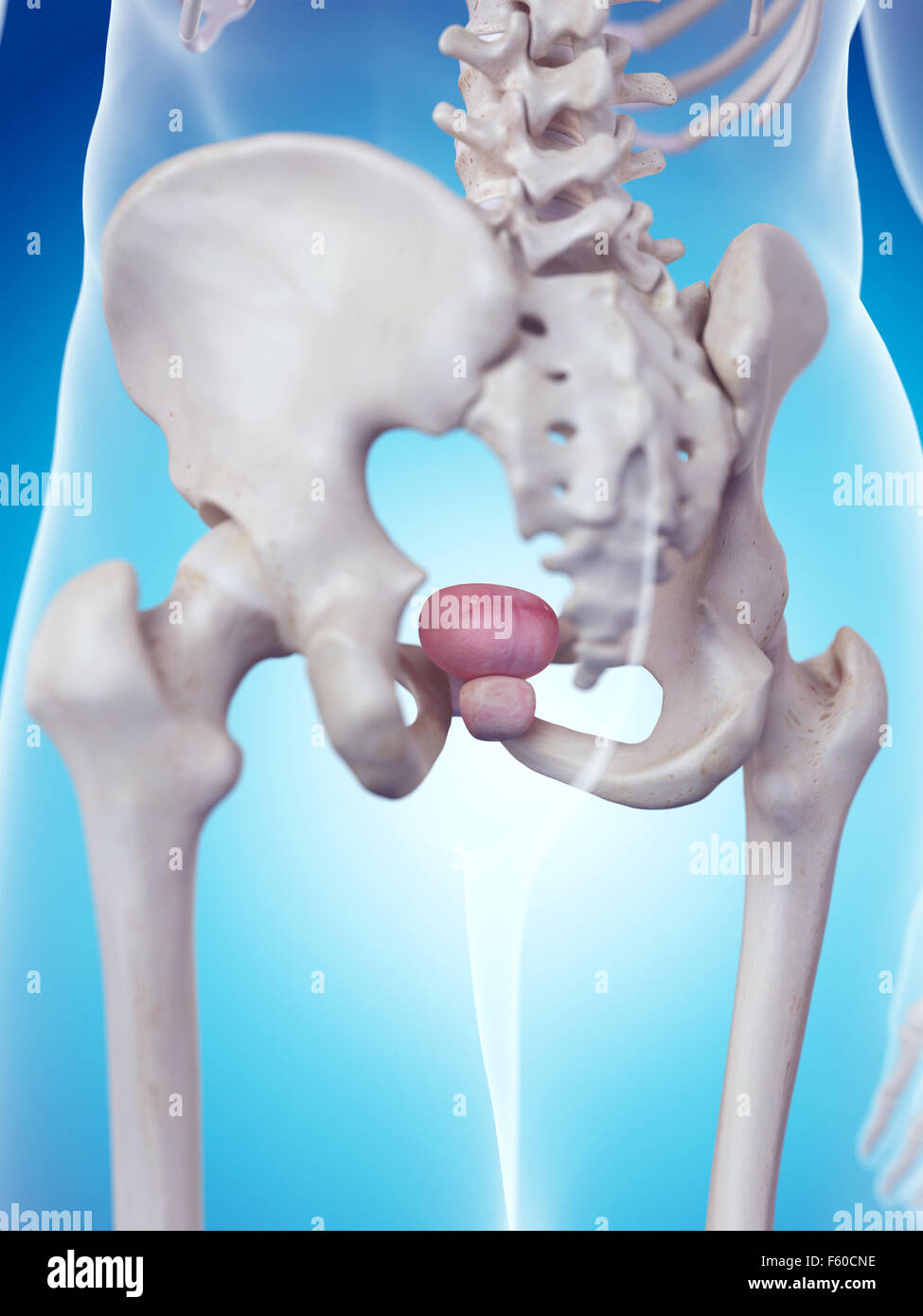 medically accurate illustration of the prostate anatomy Stock Photo