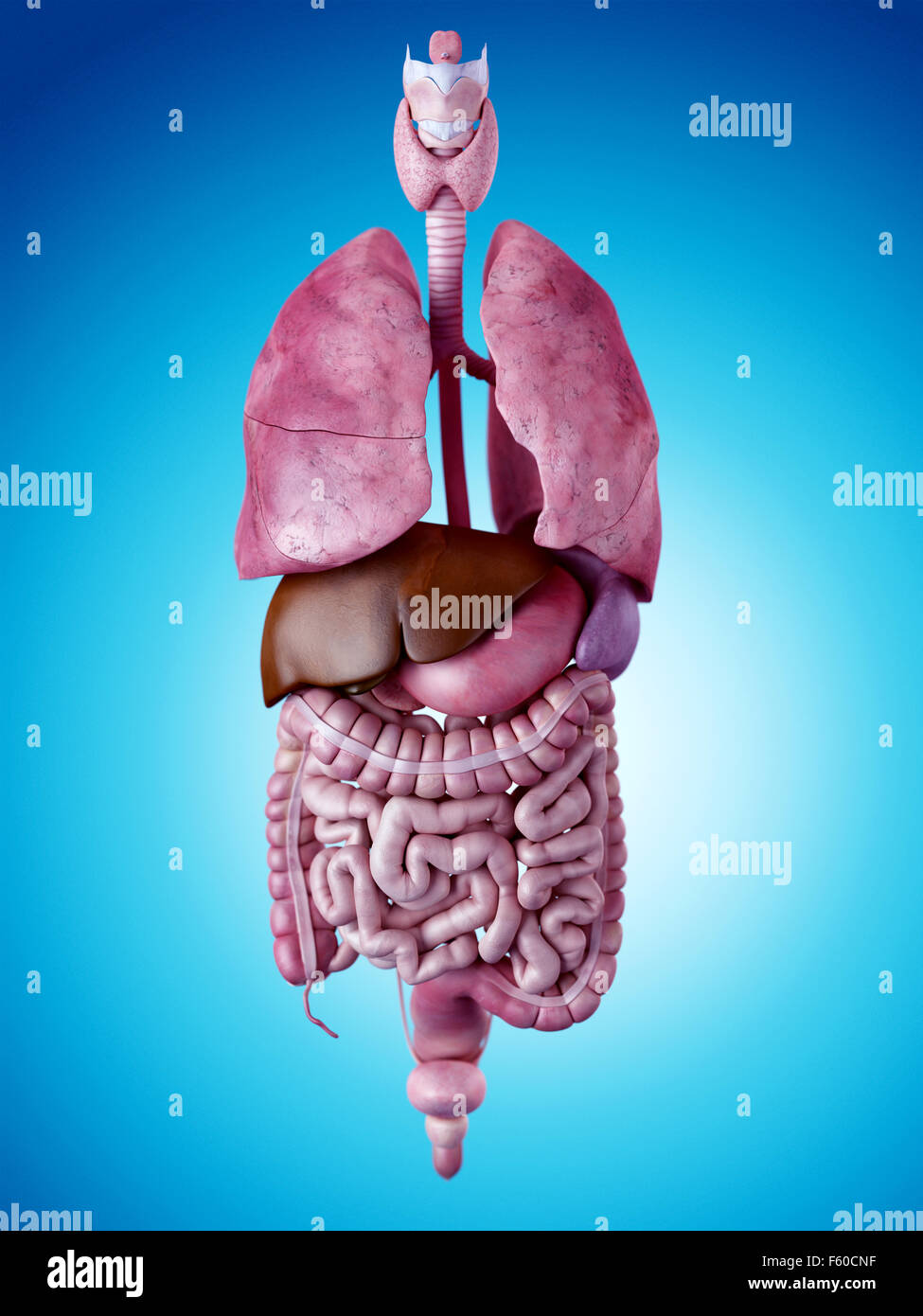 medically accurate illustration of the human organs Stock Photo