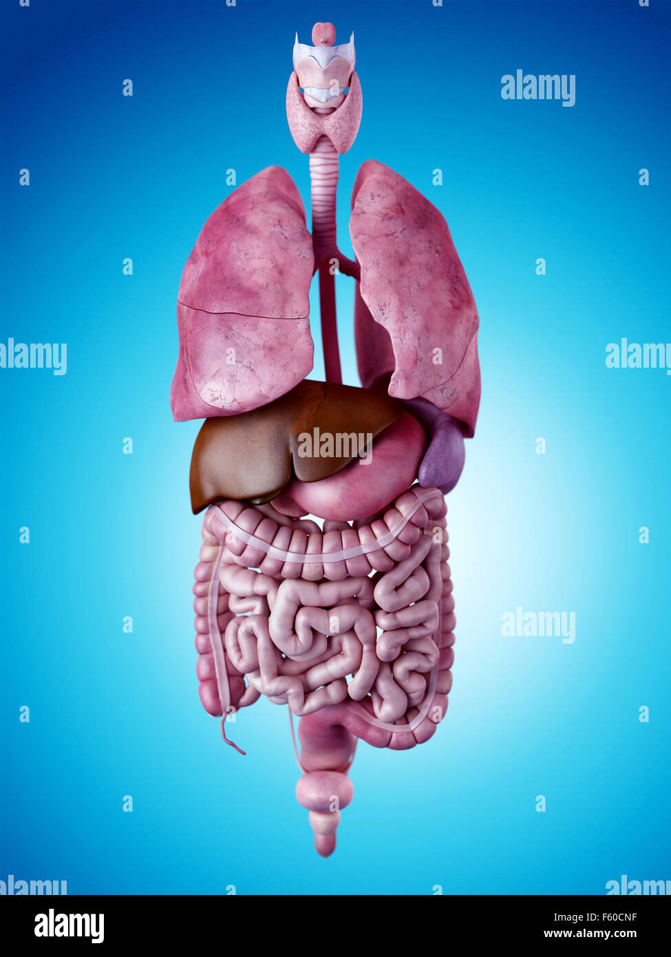 Artwork Human Organs Hi Res Stock Photography And Images Alamy