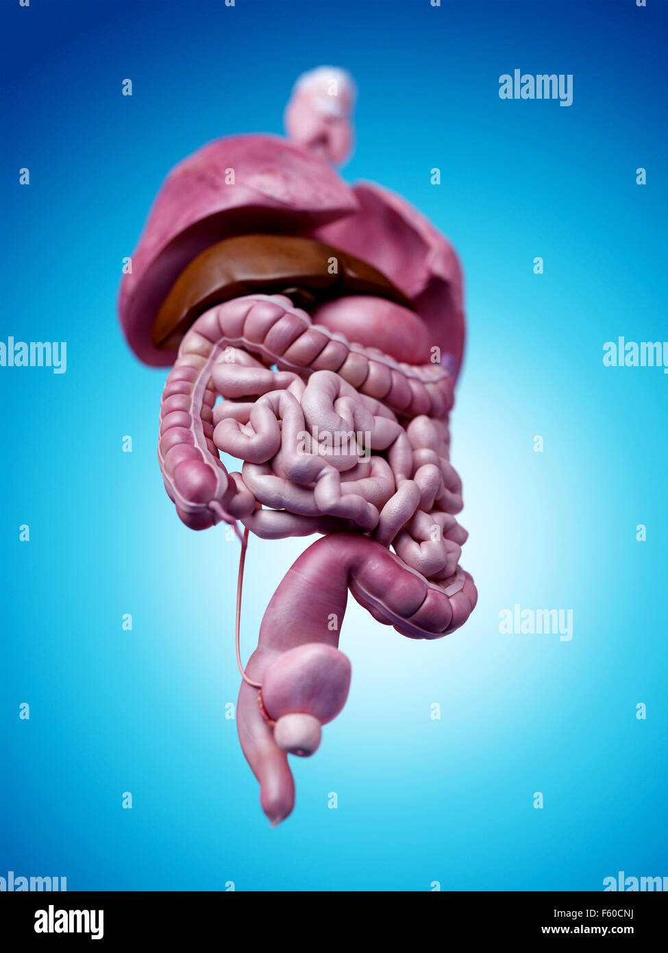 medically accurate illustration of the human organs Stock Photo