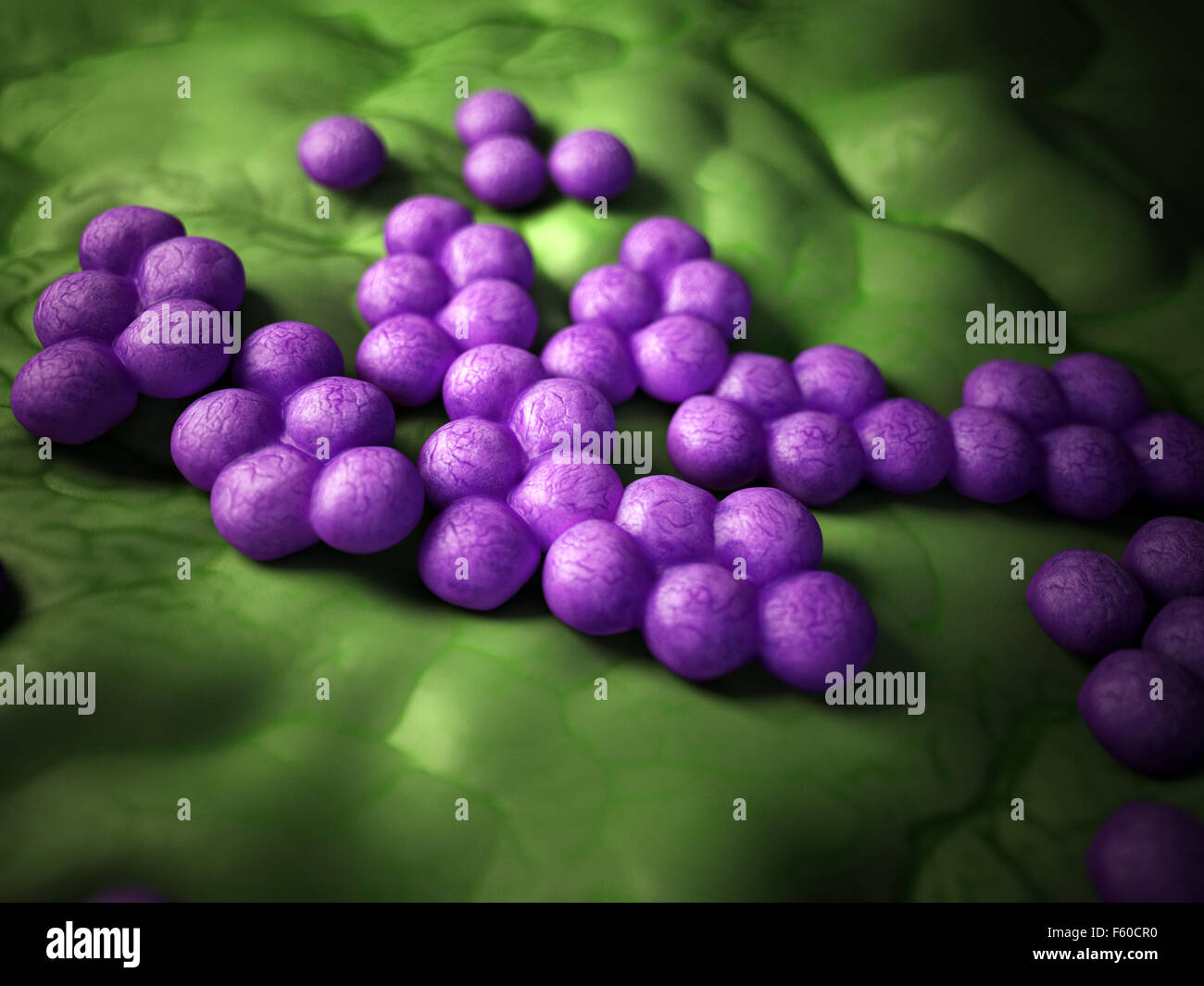 medical bacteria illustration of the mrsa Stock Photo