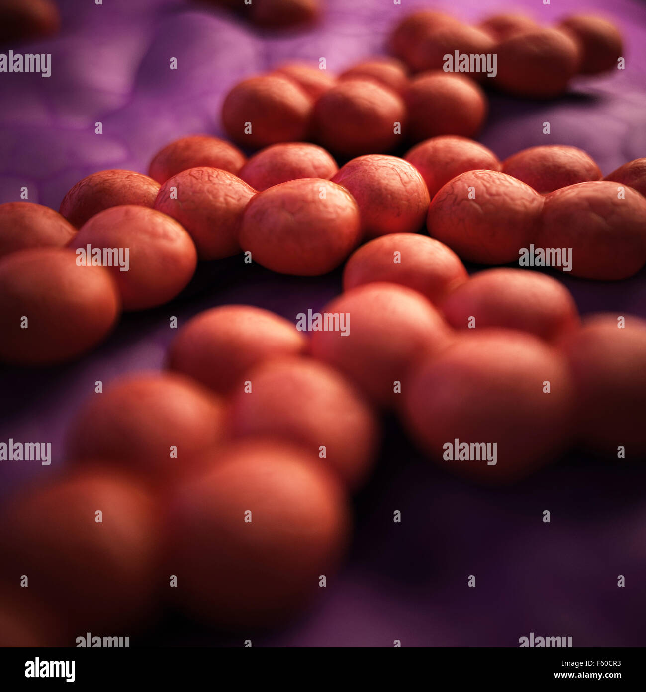 medical bacteria illustration of the mrsa Stock Photo