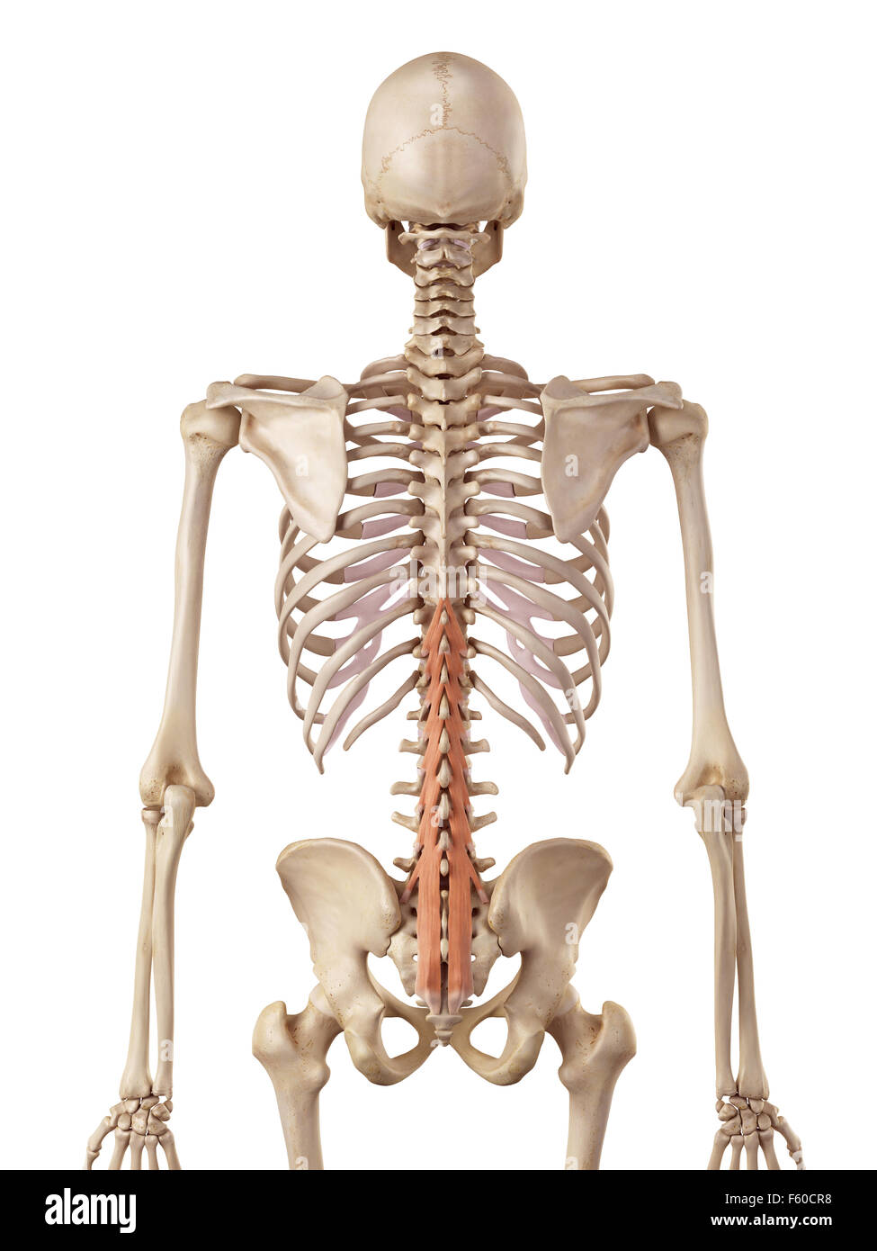 medical accurate illustration of the multifidus Stock Photo