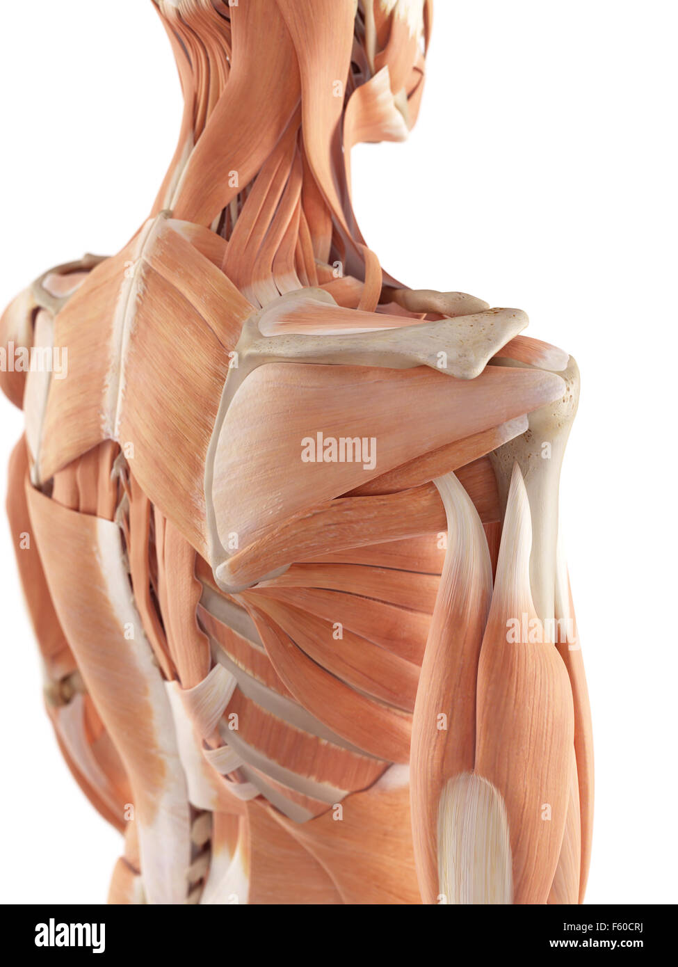medical accurate illustration of the shoulder muscles Stock Photo
