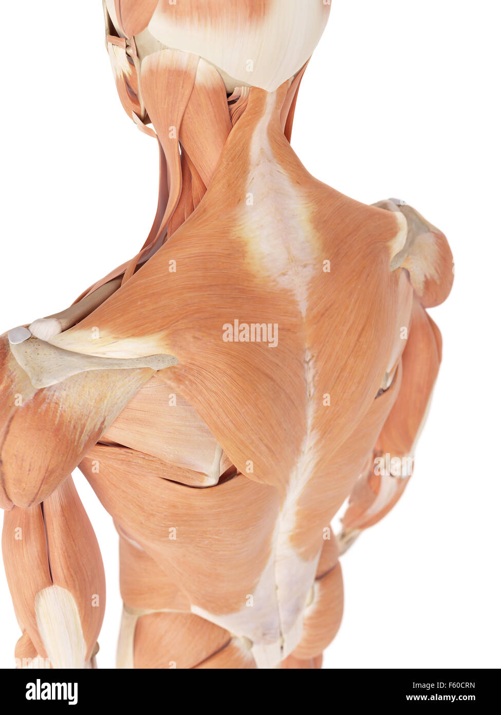 medical accurate illustration of the back muscles Stock Photo