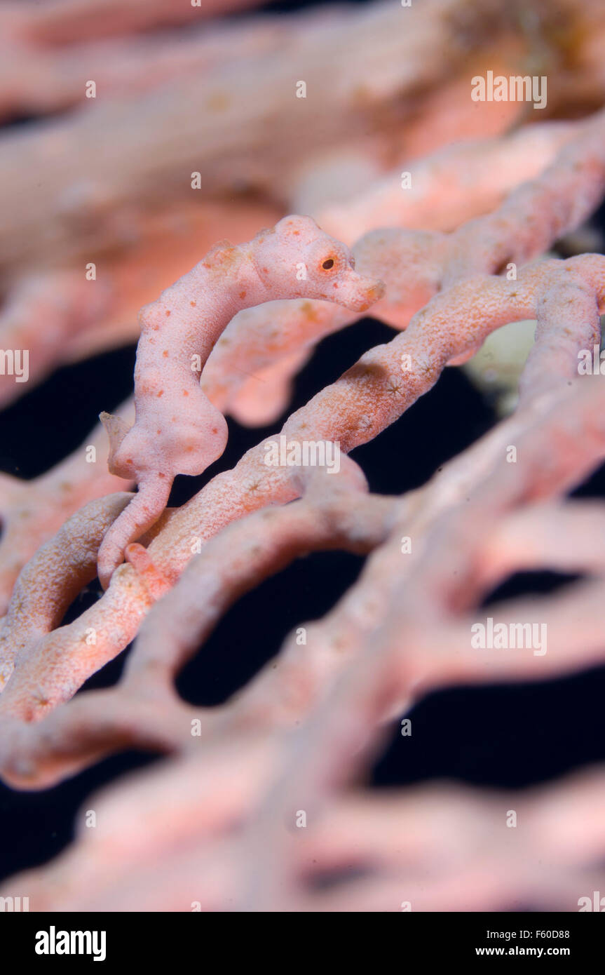 Denise's pygmy seahorse Stock Photo