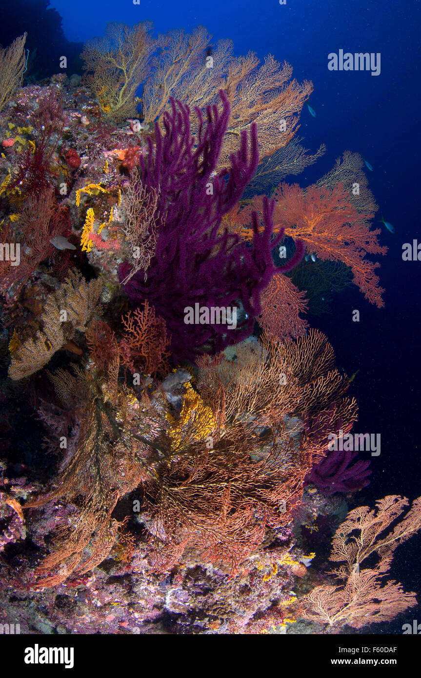Colourful reef scene Stock Photo