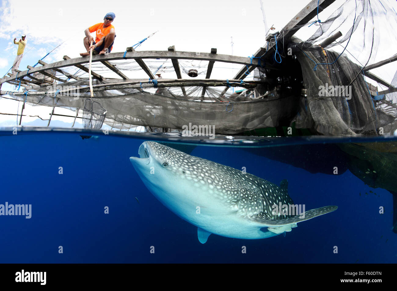 The Whalesharks Of Cenderawasih Bay Stock Photo - Alamy