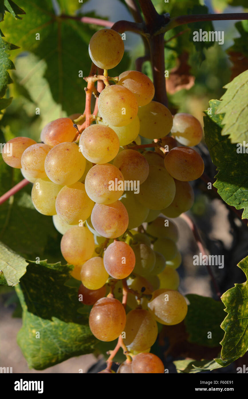 Muscat grapes ripening on the vine. Spain Stock Photo