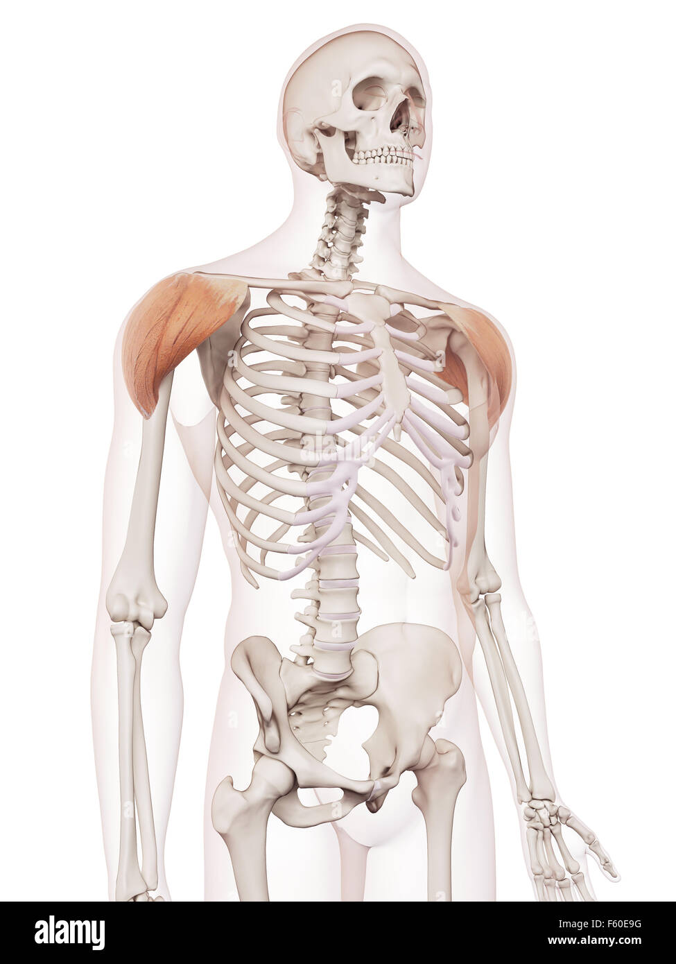 medically accurate muscle illustration of the deltoid Stock Photo - Alamy