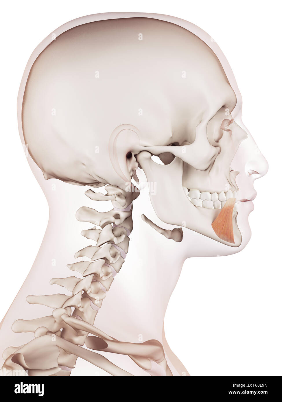 medically accurate muscle illustration of the depressor anguli oris