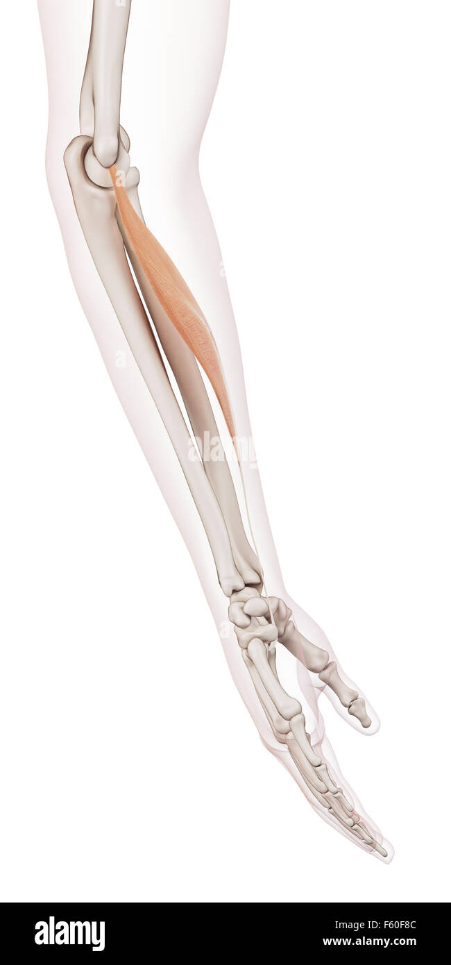 medically accurate muscle illustration of the flexor carpi radialis ...