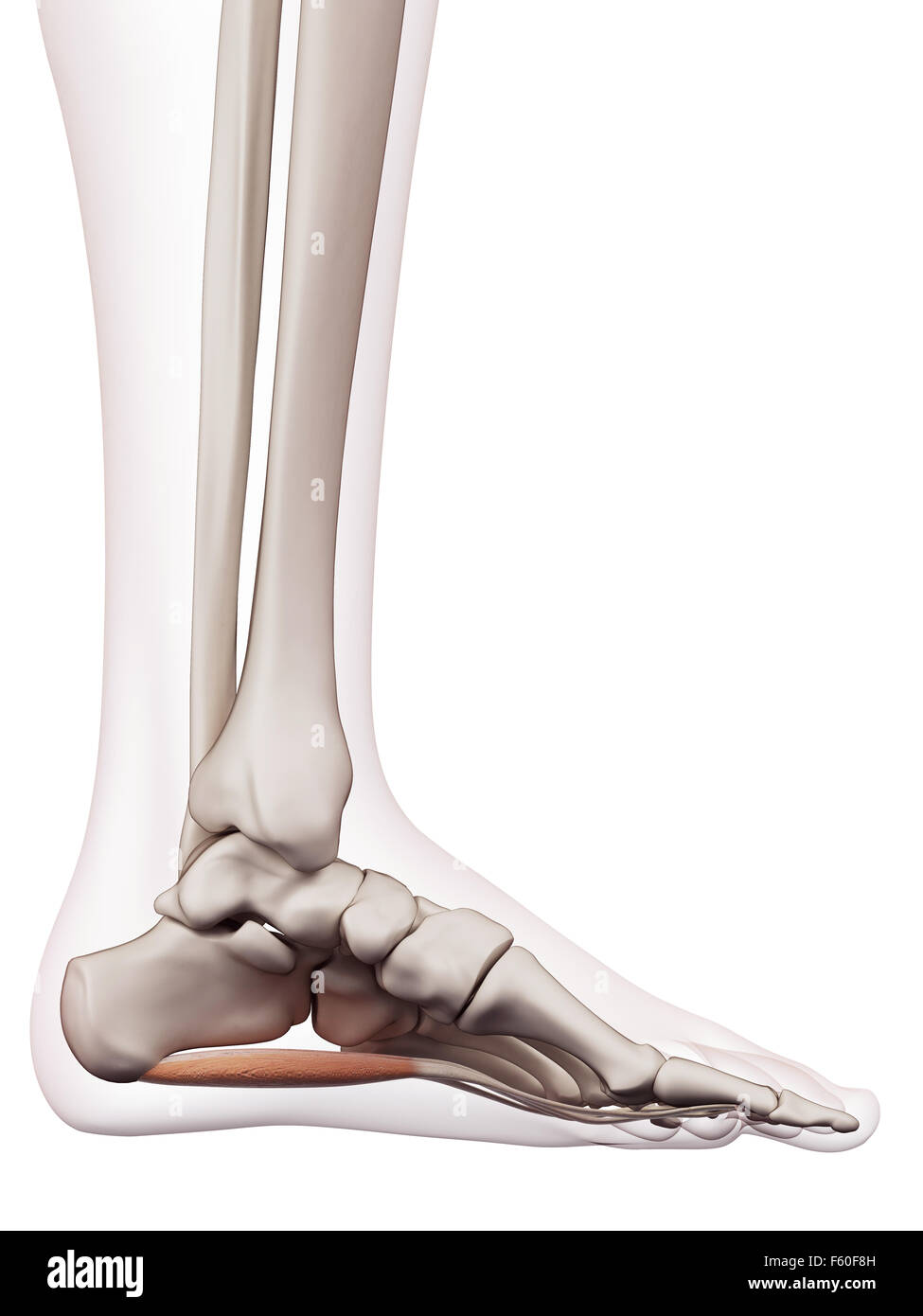 medically accurate muscle illustration of the flexor digitorum brevis ...