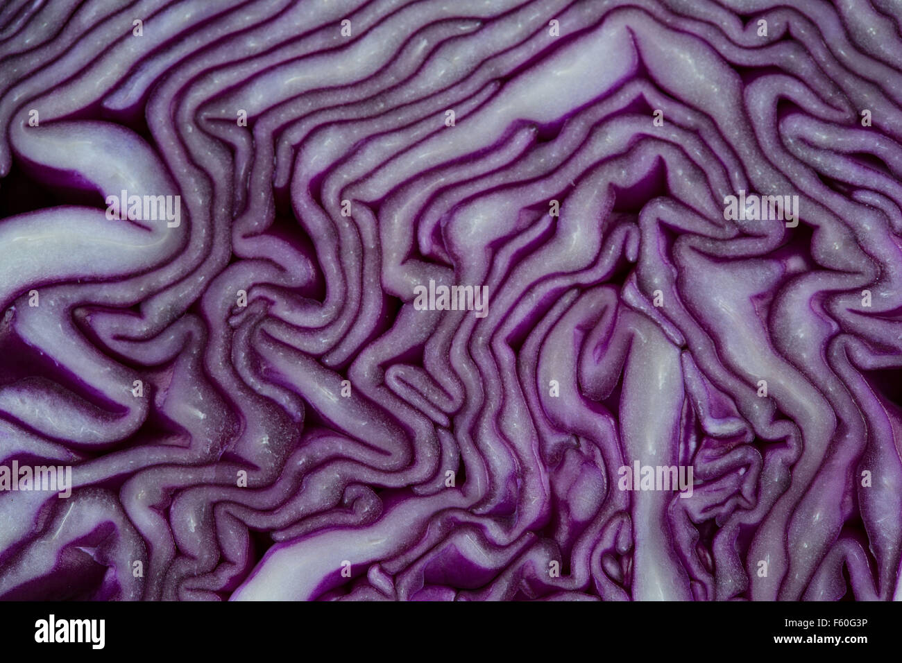 A close up / macro of a sliced red cabbage Stock Photo