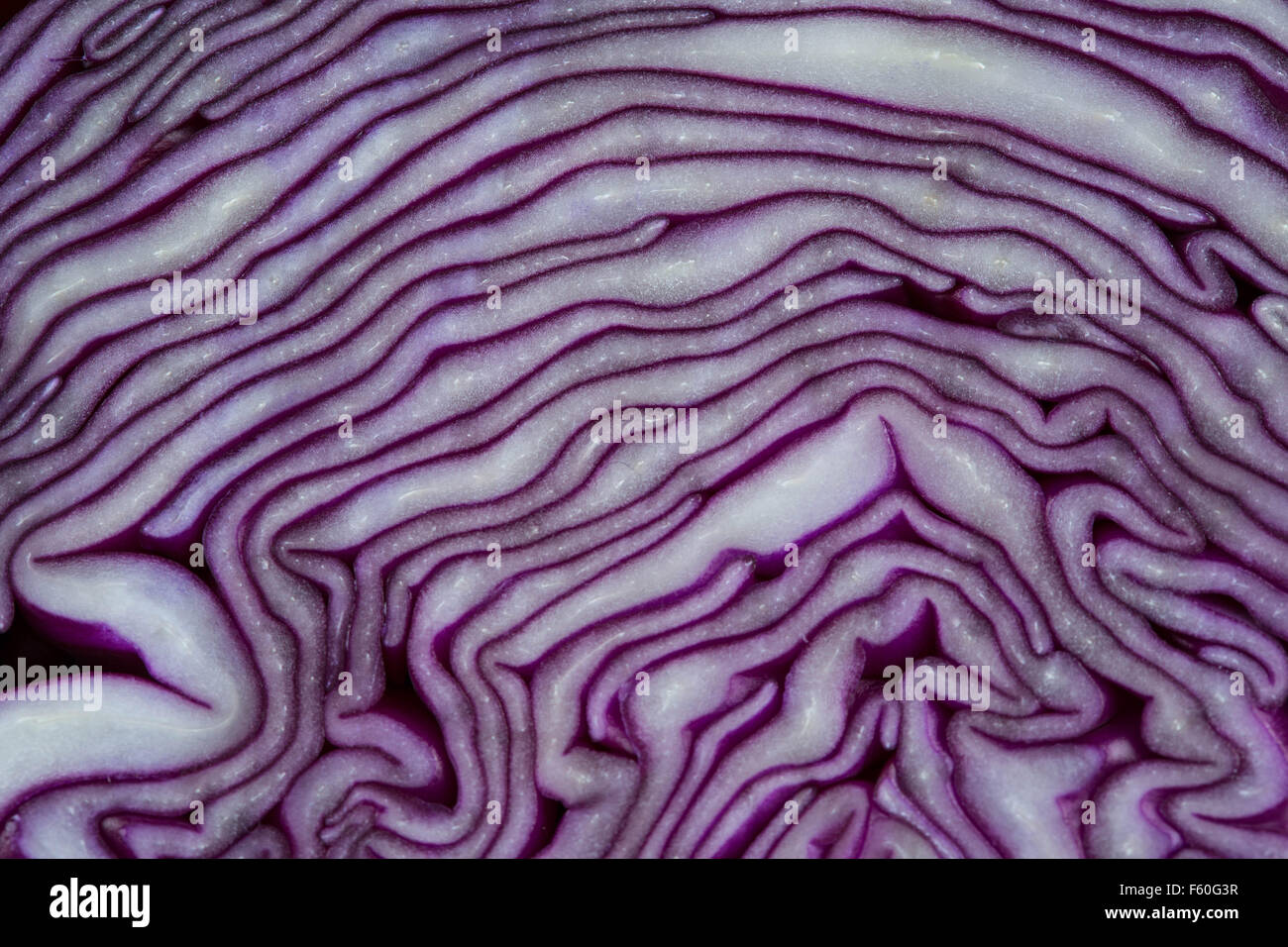 A close up / Macro of a sliced red cabbage Stock Photo