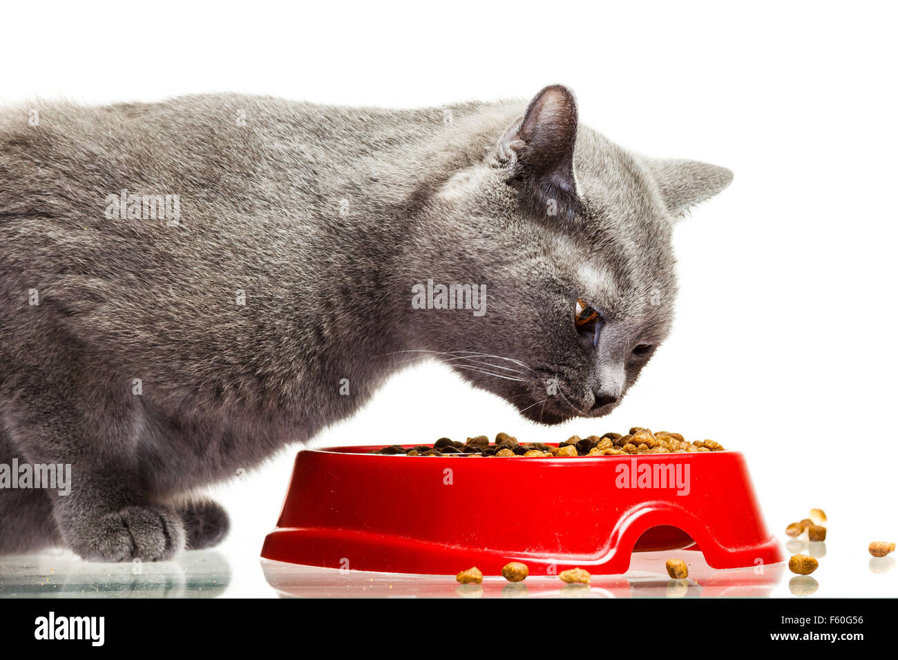 Gray cat eating from the bowl isolated on white Stock Photo Alamy