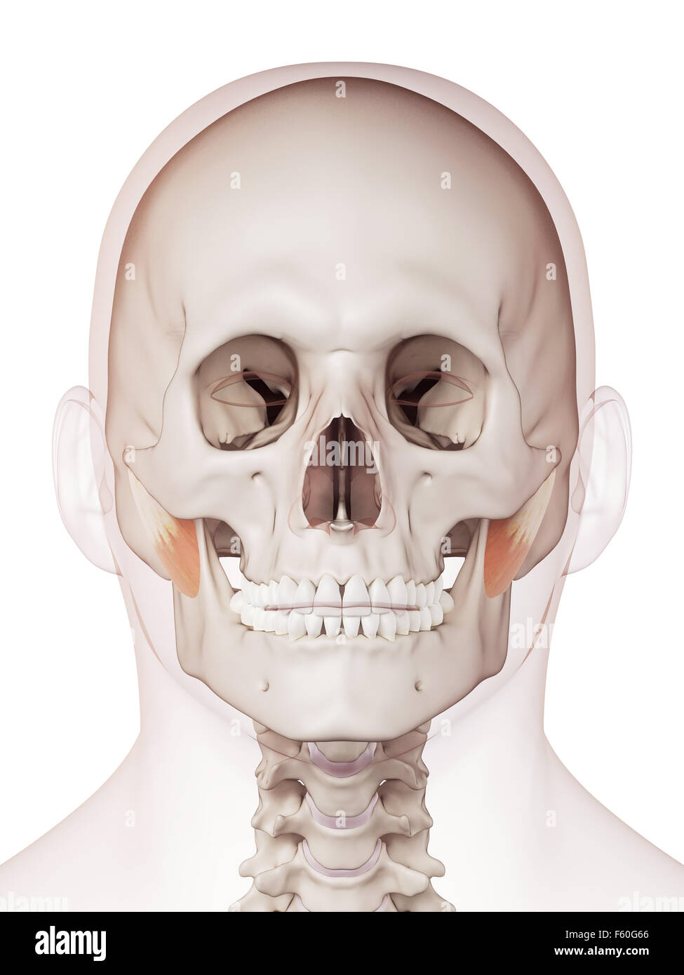 medically accurate muscle illustration of the masseter deep Stock Photo