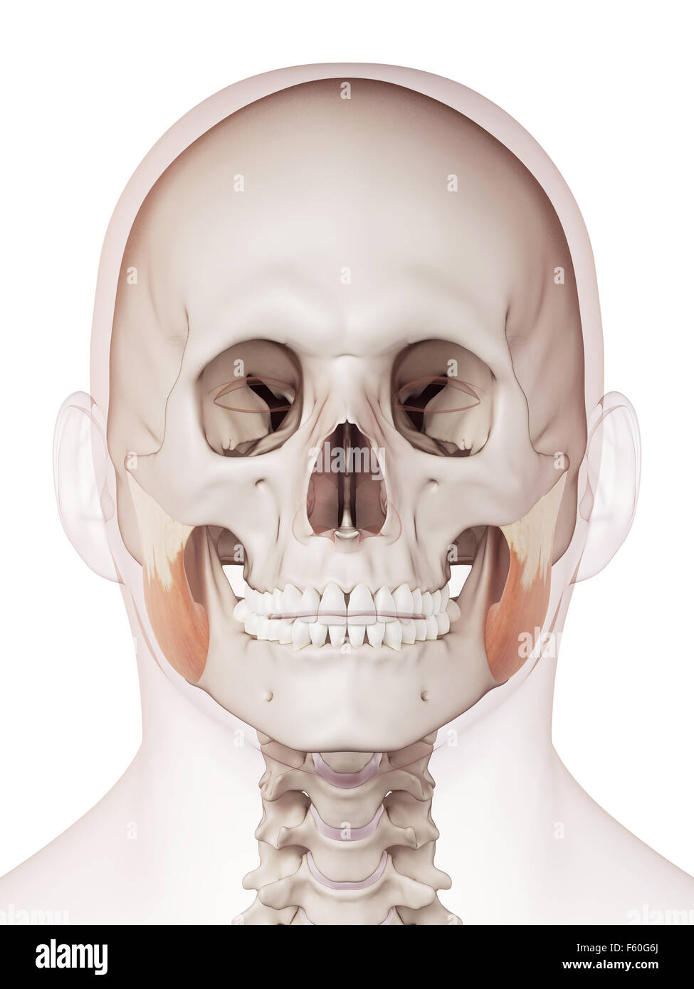 Masseter muscle hi-res stock photography and images - Alamy