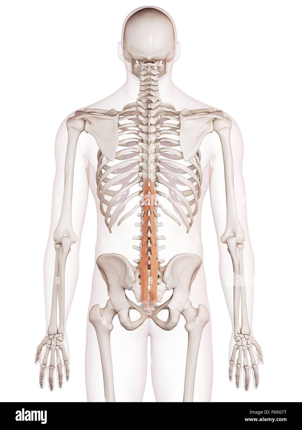 Musculus Multiduvus medically accurate muscle illustration of the multifudus Stock Photo ...
