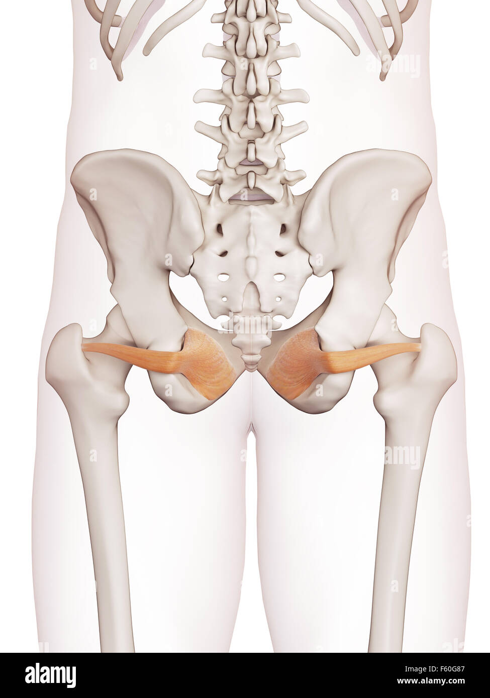 Obturator internus muscle hi-res stock photography and images - Alamy