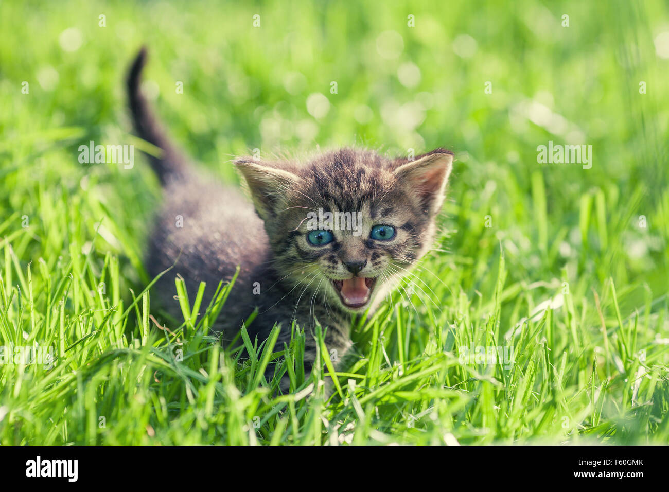 Little kitten on green lawn Stock Photo - Alamy
