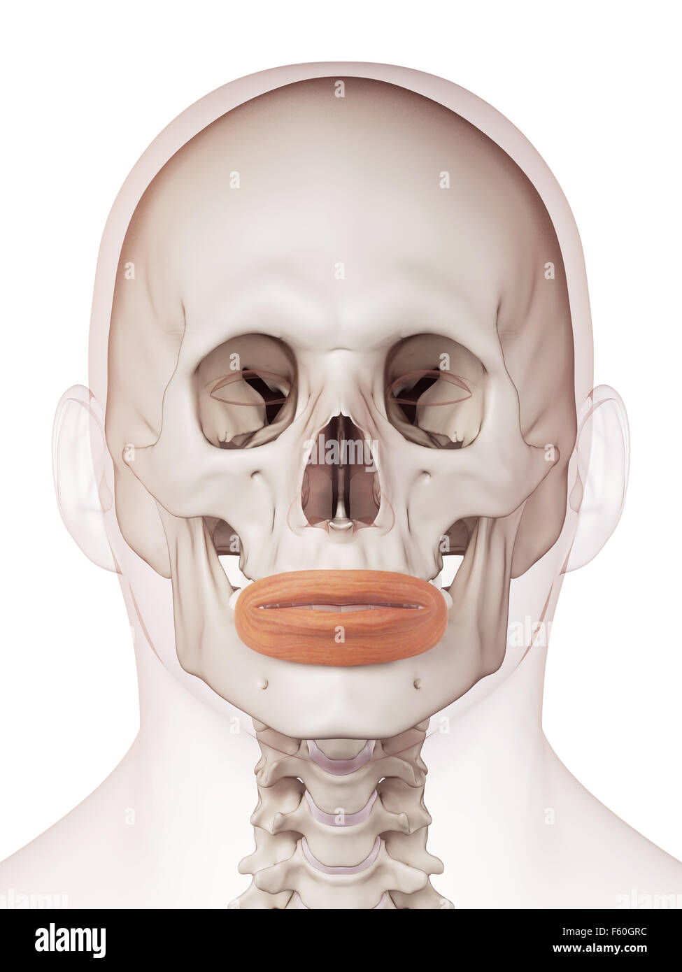 medically accurate muscle illustration of the orbicularis oris Stock Photo  - Alamy, image size:975x1390