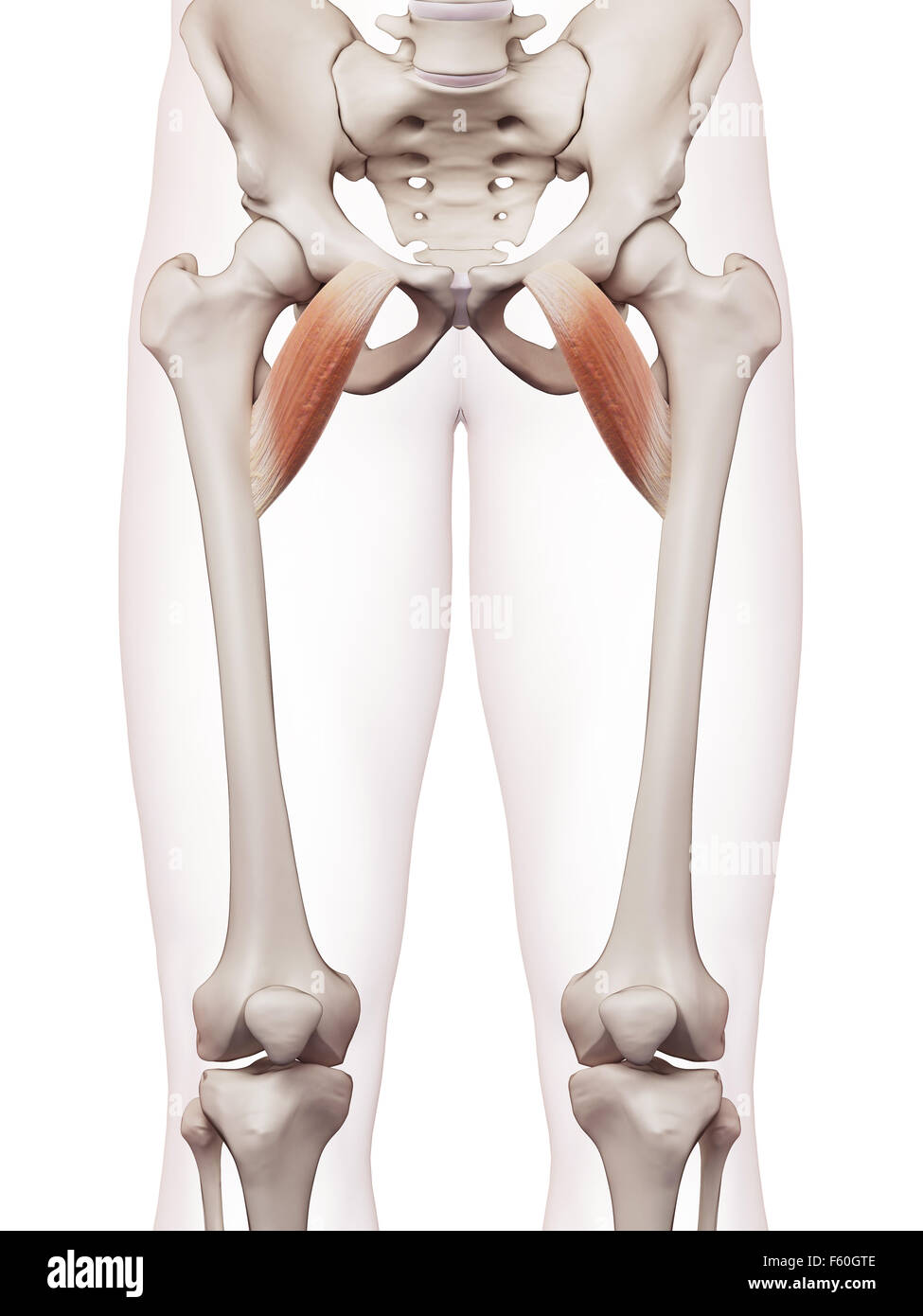 Pectineus hires stock photography and images Alamy