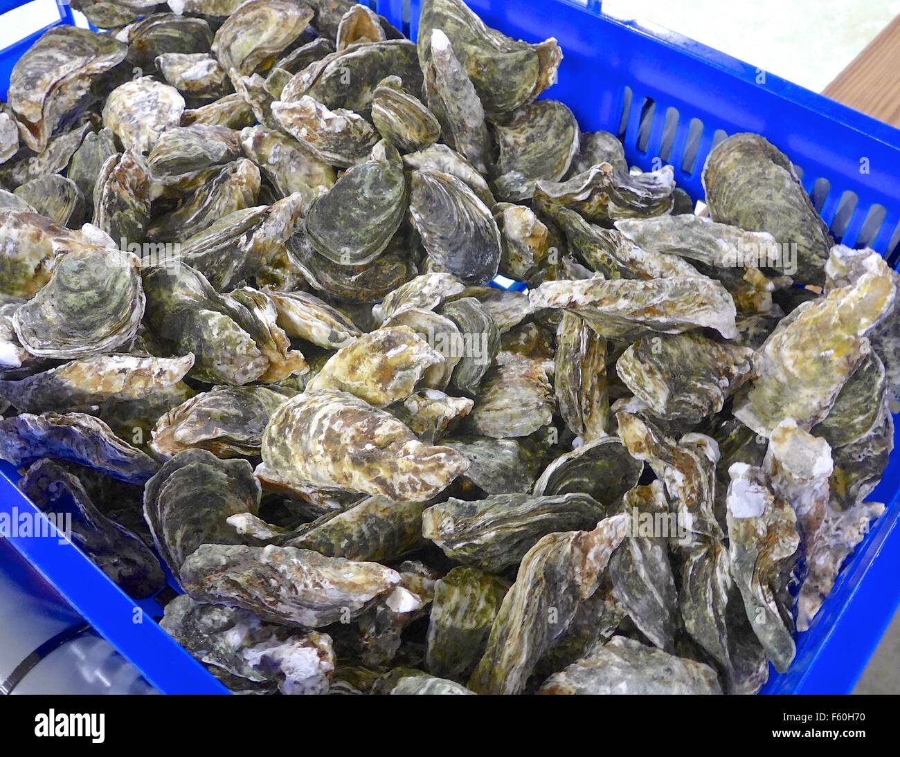 The fresh oysters closeup in a basket Stock Photo Alamy