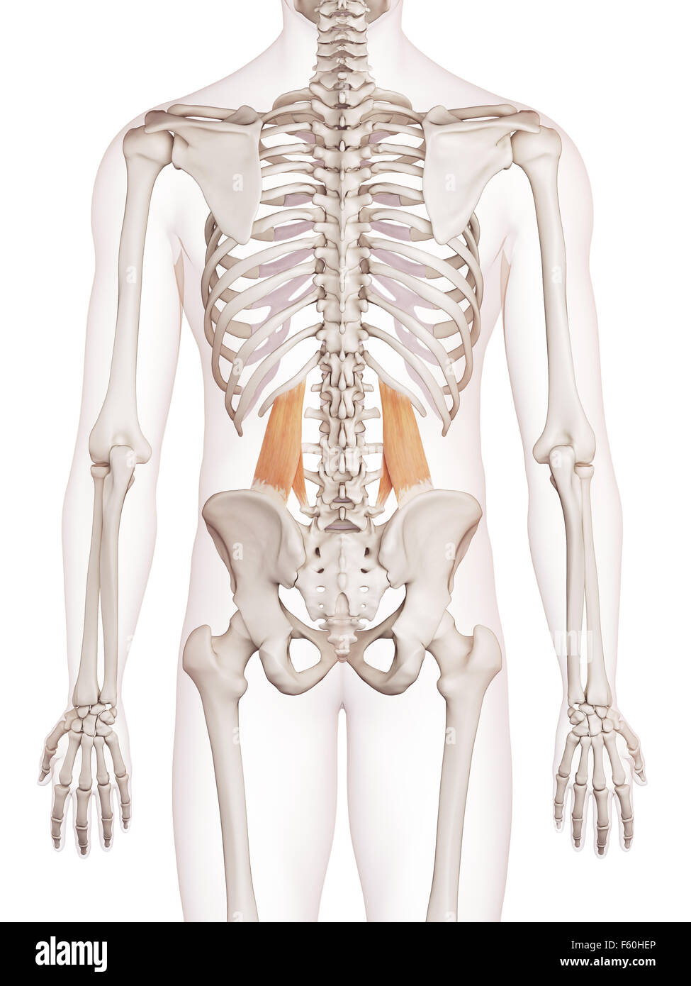 medically accurate muscle illustration of the quadratus lumborum Stock