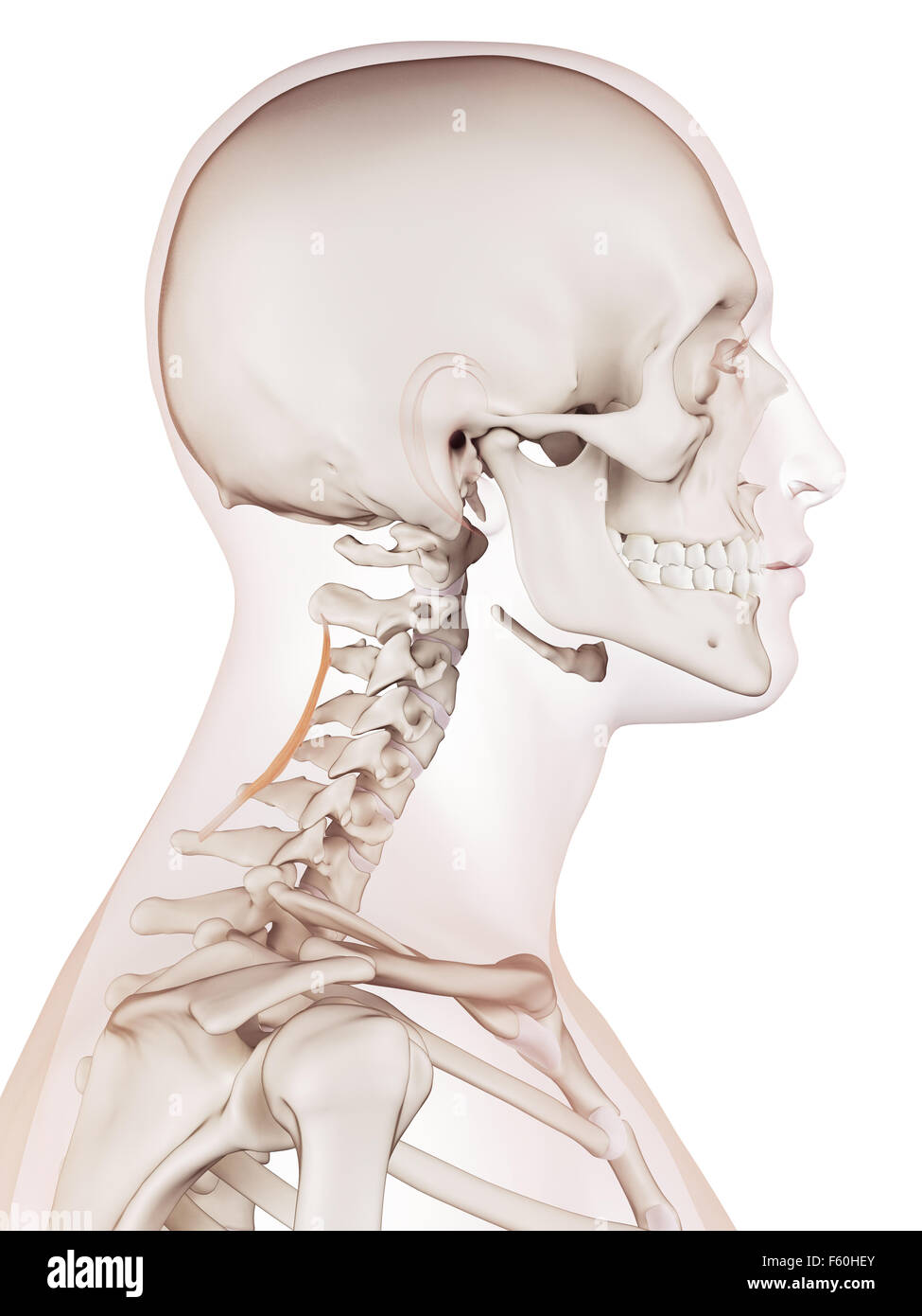 medically accurate muscle illustration of the spinalis cervicis Stock Photo