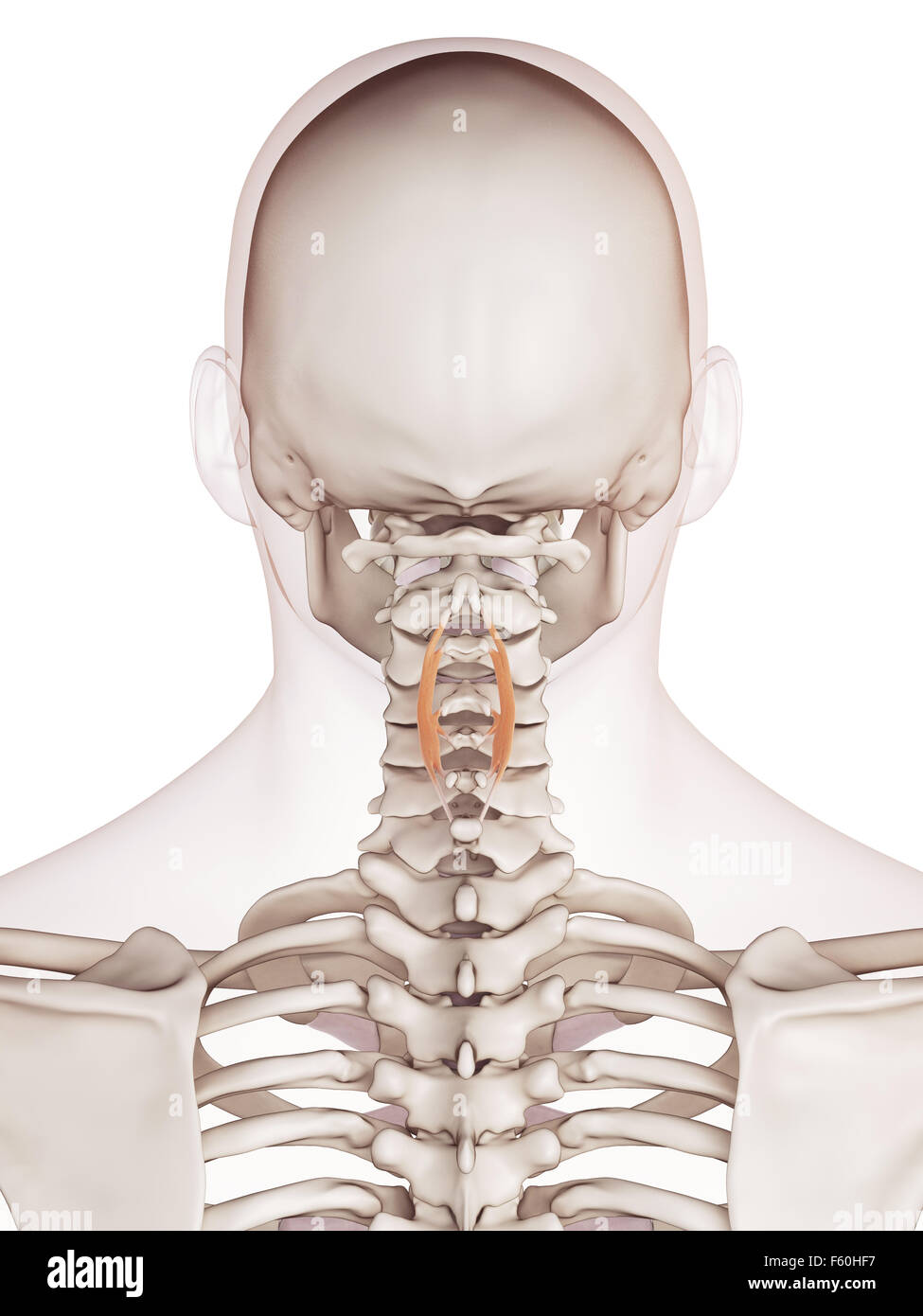 medically accurate muscle illustration of the spinalis cervicis Stock Photo